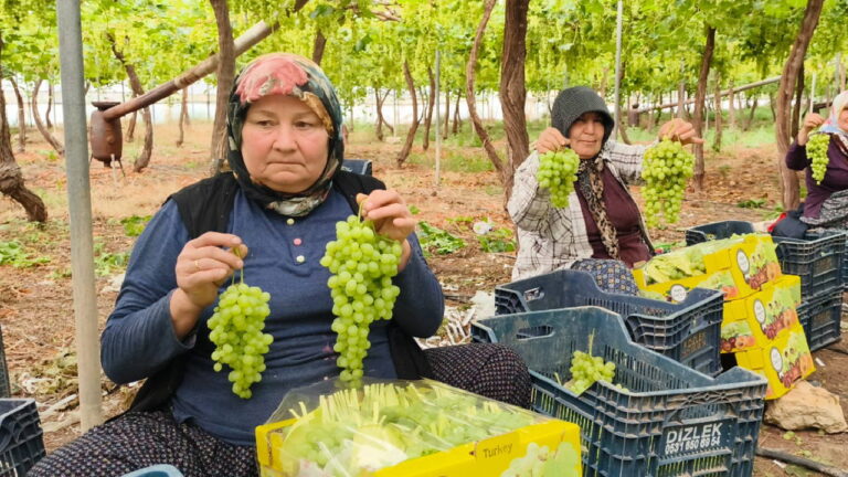 silifkeden-rusya-ve-avrupaya-lezzet-koprusu-6-donumden-17-ton-rekolte-ureticide-300-tezgahta-UHu239SY